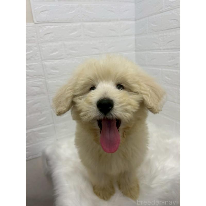 販売中の岡山県のゴールデンドゥードル:ゴールデンレトリーバー×プードル-438044の11枚目