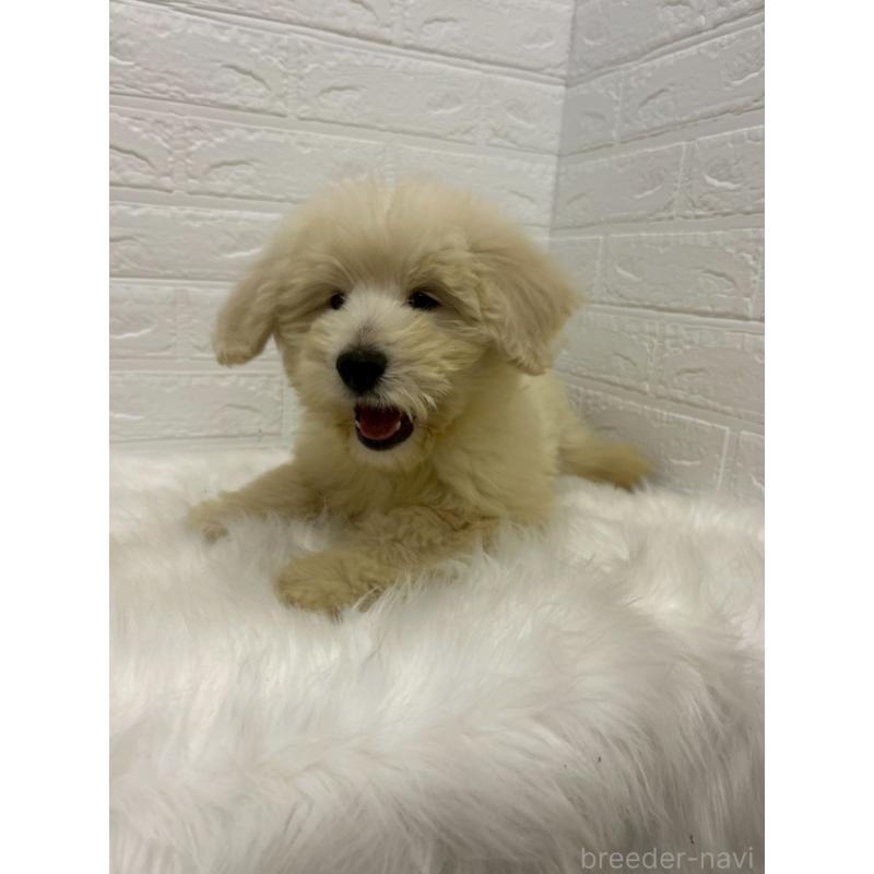 販売中の岡山県のゴールデンドゥードル:ゴールデンレトリーバー×プードル-438044の10枚目