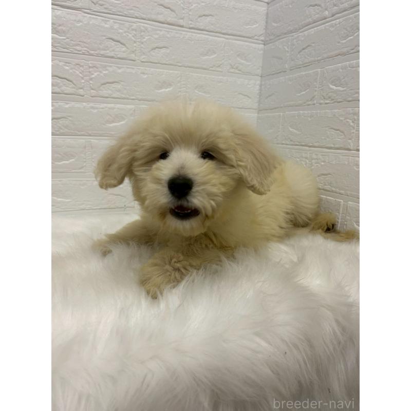 販売中の岡山県のゴールデンドゥードル:ゴールデンレトリーバー×プードル-438044の8枚目