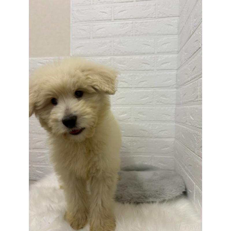 販売中の岡山県のゴールデンドゥードル:ゴールデンレトリーバー×プードル-438044の7枚目