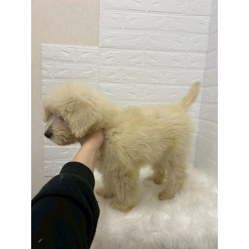 販売中の岡山県のゴールデンドゥードル:ゴールデンレトリーバー×プードル-438044の5枚目