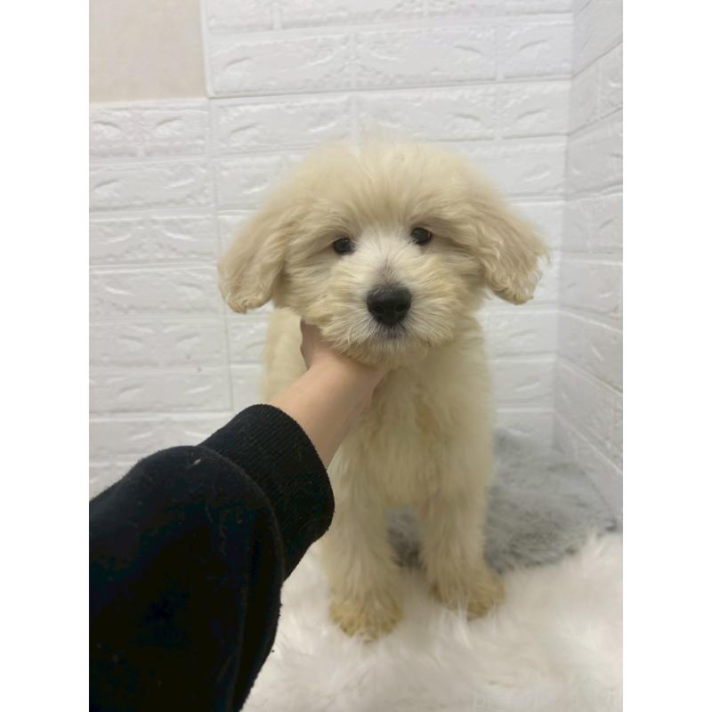 販売中の岡山県のゴールデンドゥードル:ゴールデンレトリーバー×プードル-438044の4枚目