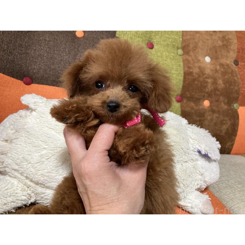 販売中の福岡県のティーカッププードル-438045の9枚目