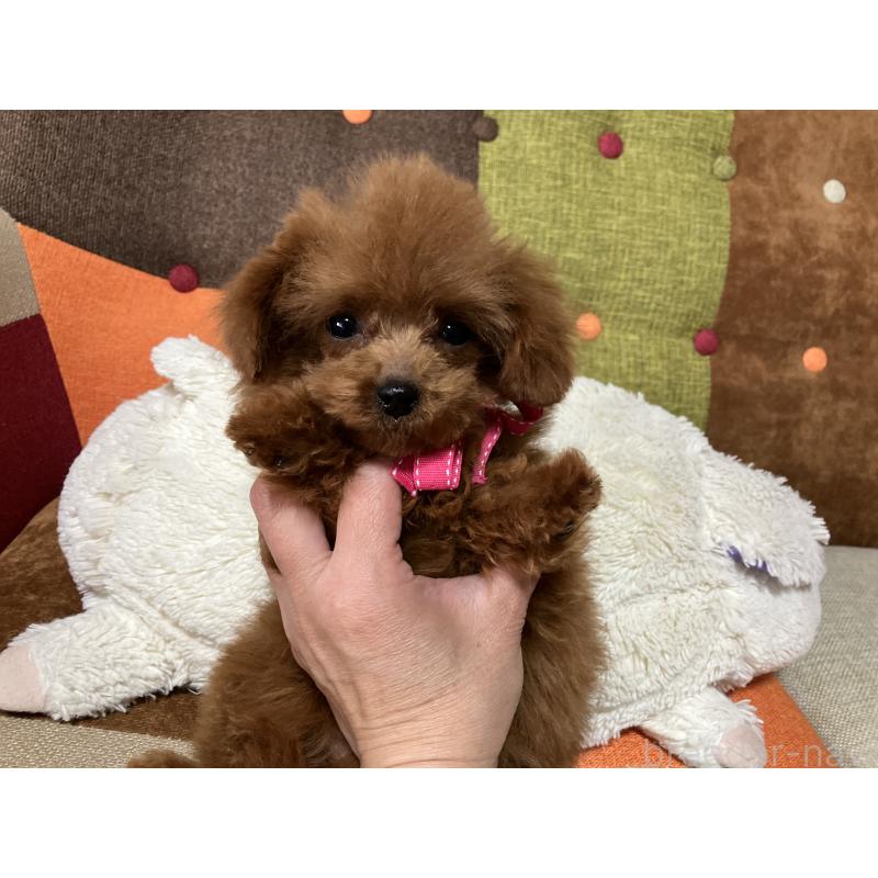 販売中の福岡県のティーカッププードル-438045の8枚目