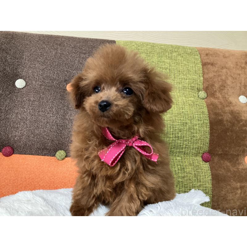 販売中の福岡県のティーカッププードル-438045の7枚目