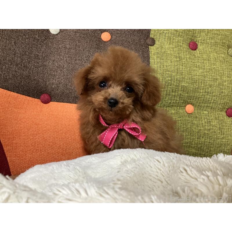 販売中の福岡県のティーカッププードル-438045の6枚目