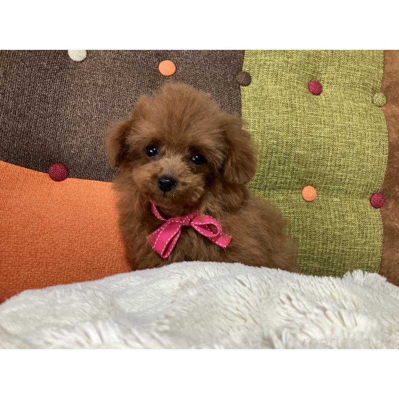 販売中の福岡県のティーカッププードル-438045の5枚目