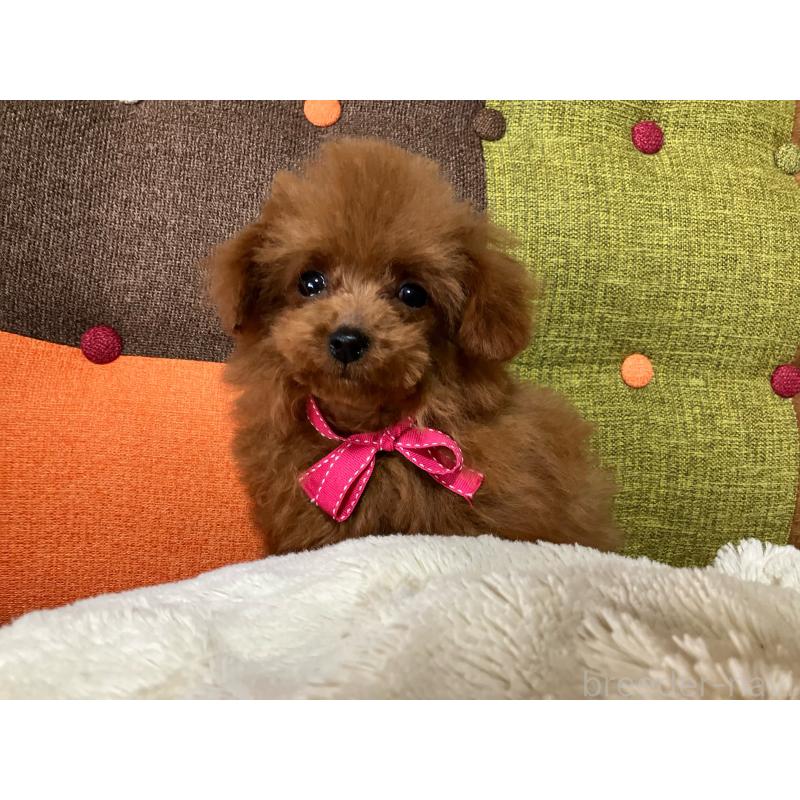 販売中の福岡県のティーカッププードル-438045の4枚目