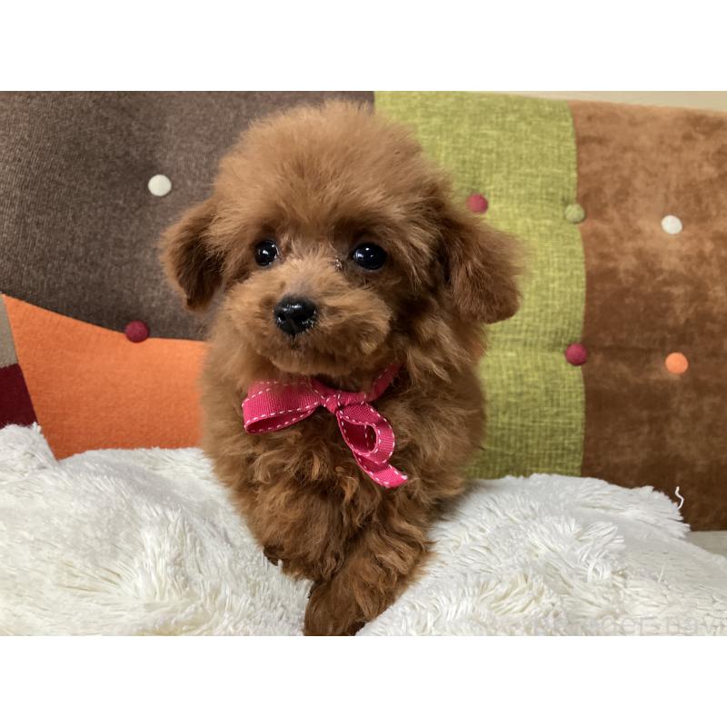 販売中の福岡県のティーカッププードル-438045の2枚目