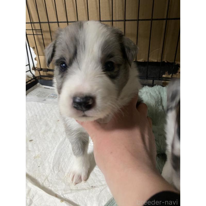 販売中の岡山県のボーダーコリー-435824の2枚目