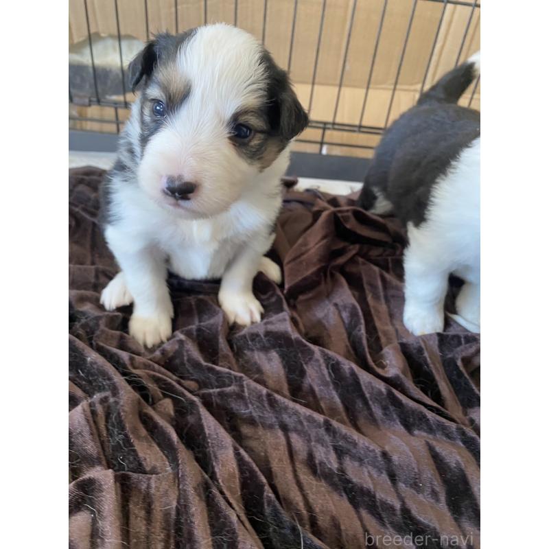 商談中の岡山県のボーダーコリー-436427の4枚目