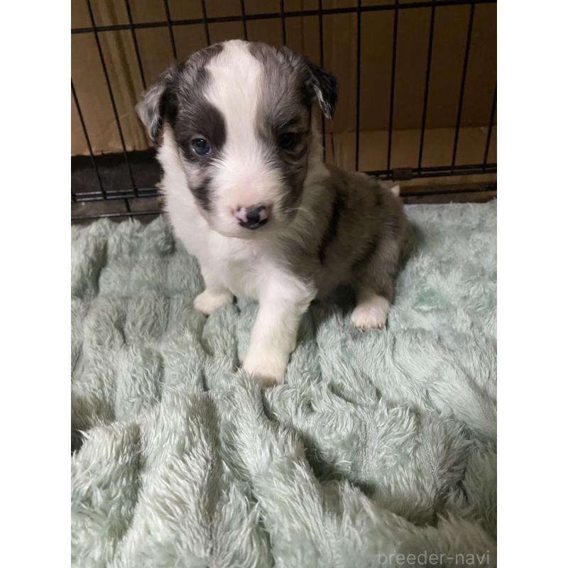 商談中の岡山県のボーダーコリー-435823の2枚目