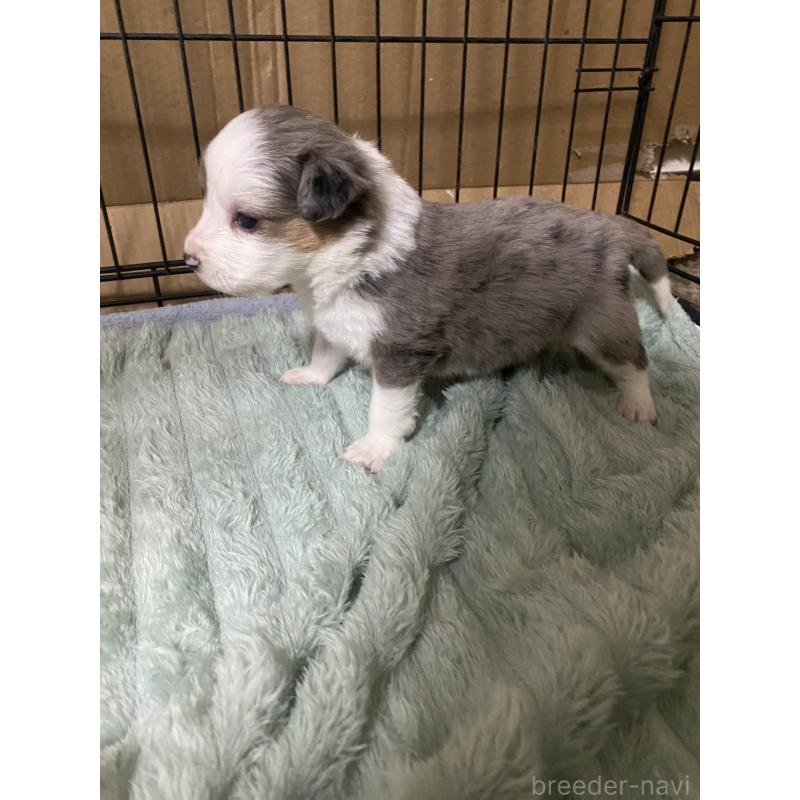 販売中の岡山県のボーダーコリー-433648の3枚目