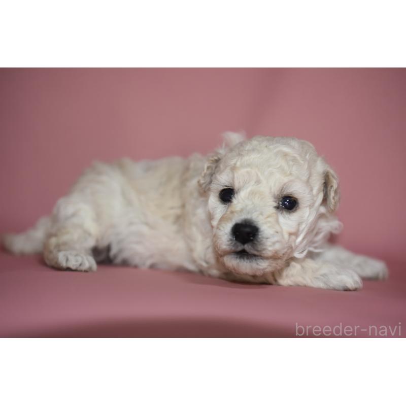 成約済の茨城県のトイプードル-436391の4枚目
