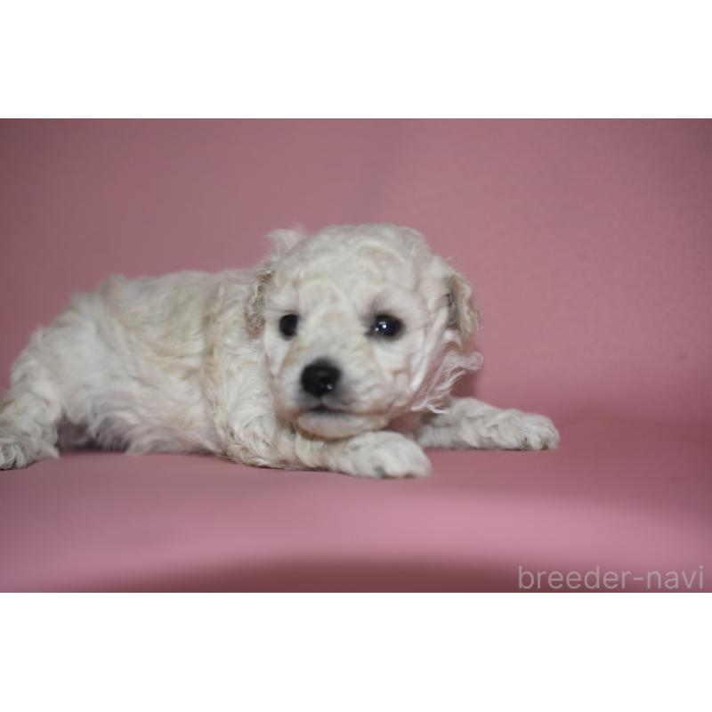 成約済の茨城県のトイプードル-436391の3枚目