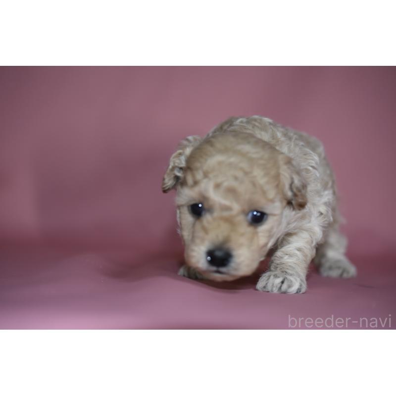 成約済の茨城県のトイプードル-436394の4枚目