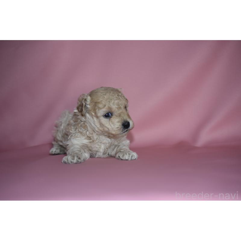 成約済の茨城県のトイプードル-436394の3枚目