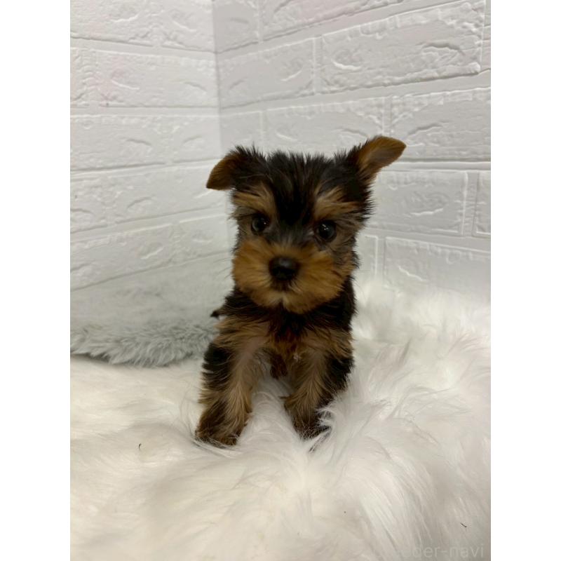 販売中の東京都のヨークシャーテリア-438046の11枚目