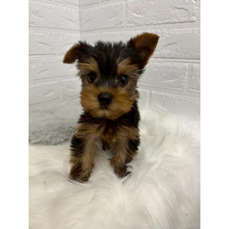 販売中の東京都のヨークシャーテリア-438046の10枚目