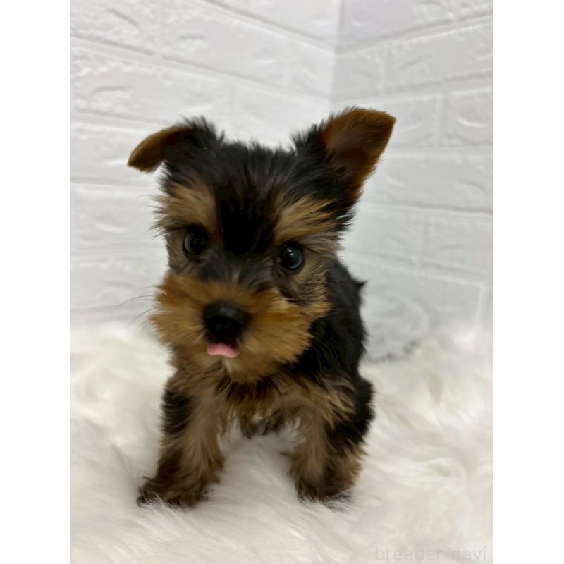 販売中の東京都のヨークシャーテリア-438046の7枚目