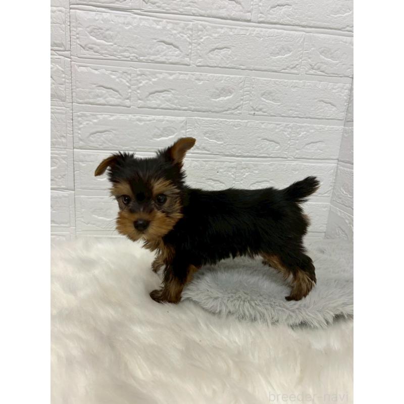 販売中の東京都のヨークシャーテリア-438046の6枚目