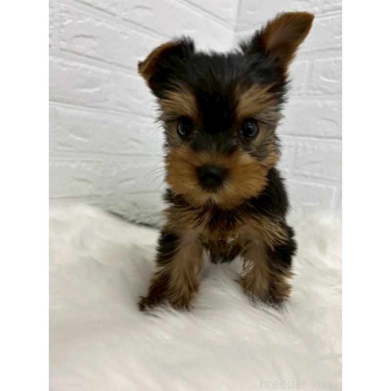 販売中の東京都のヨークシャーテリア-438046の5枚目