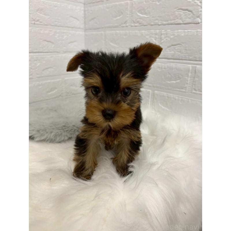 販売中の東京都のヨークシャーテリア-438046の2枚目