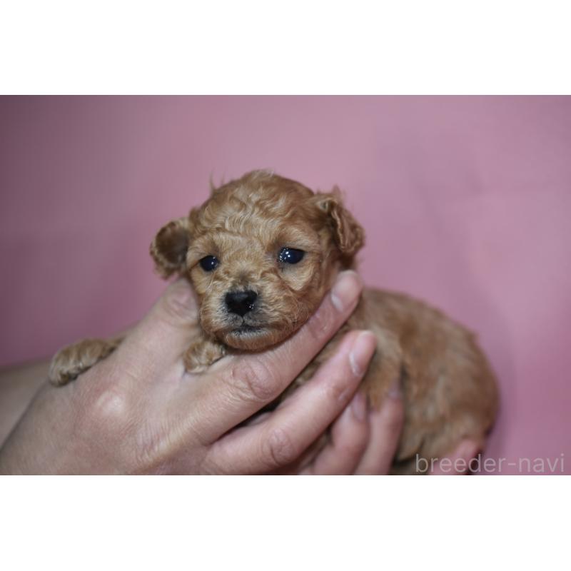 販売中の茨城県のタイニープードル-436392の3枚目