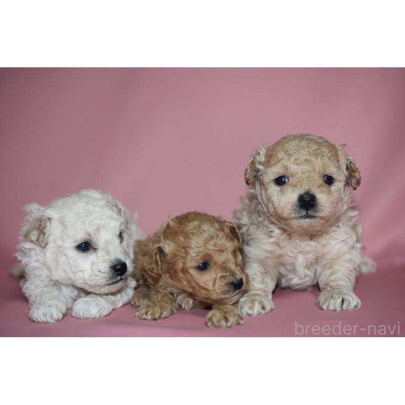 販売中の茨城県のタイニープードル-436392の2枚目