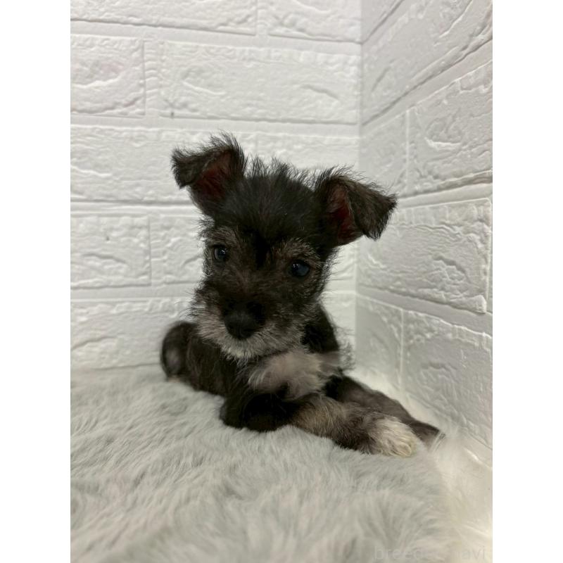 販売中の東京都のミニチュアシュナウザー-438047の11枚目