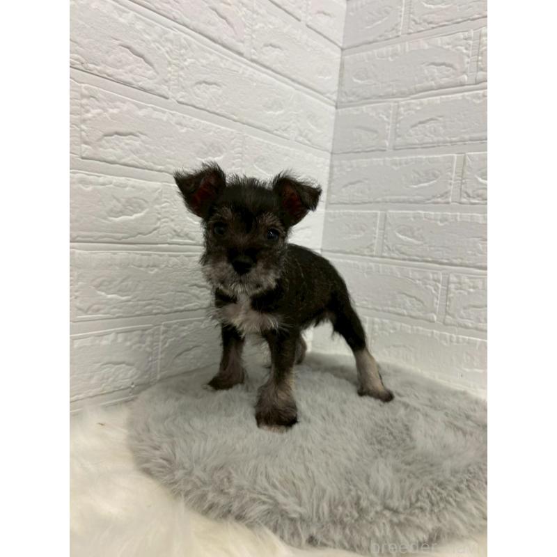 販売中の東京都のミニチュアシュナウザー-438047の3枚目