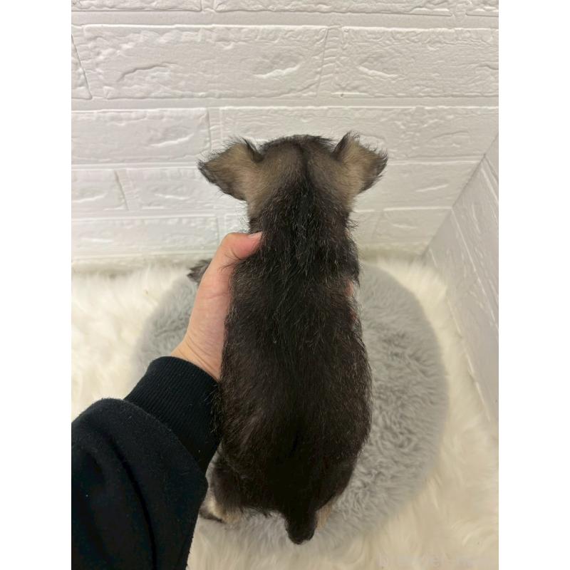 販売中の東京都のミニチュアシュナウザー-438047の2枚目