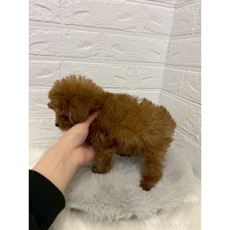 販売中の東京都のタイニープードル-438048の11枚目