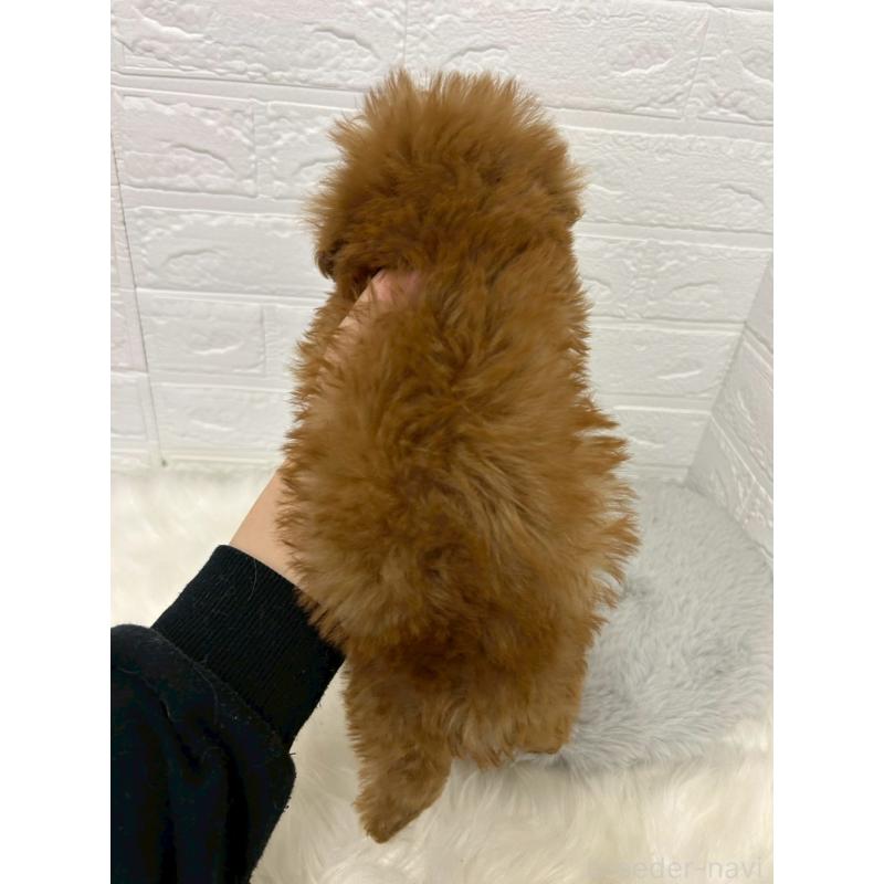 販売中の東京都のタイニープードル-438048の9枚目