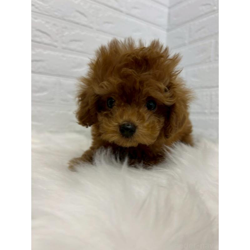 販売中の東京都のタイニープードル-438048の8枚目