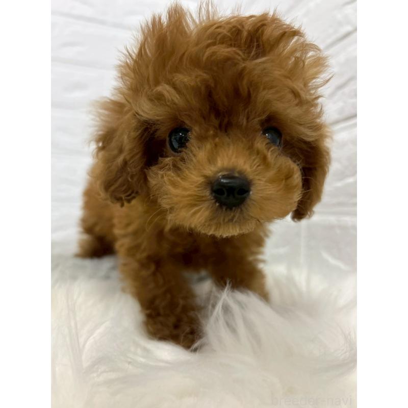 販売中の東京都のタイニープードル-438048の7枚目