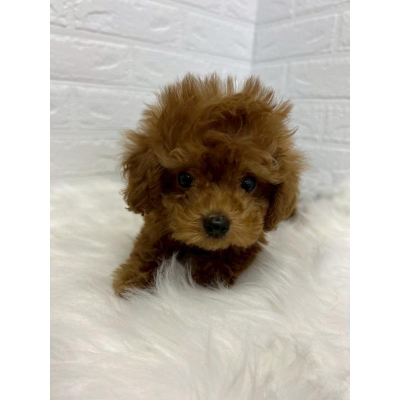 販売中の東京都のタイニープードル-438048の6枚目