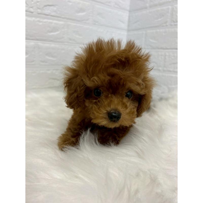 販売中の東京都のタイニープードル-438048の5枚目