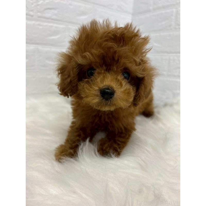 販売中の東京都のタイニープードル-438048の3枚目