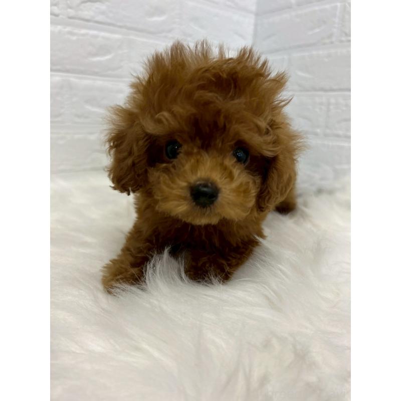 販売中の東京都のタイニープードル-438048の2枚目