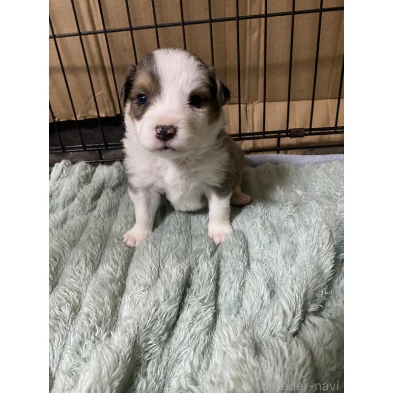 成約済の東京都のボーダーコリー-433651の2枚目