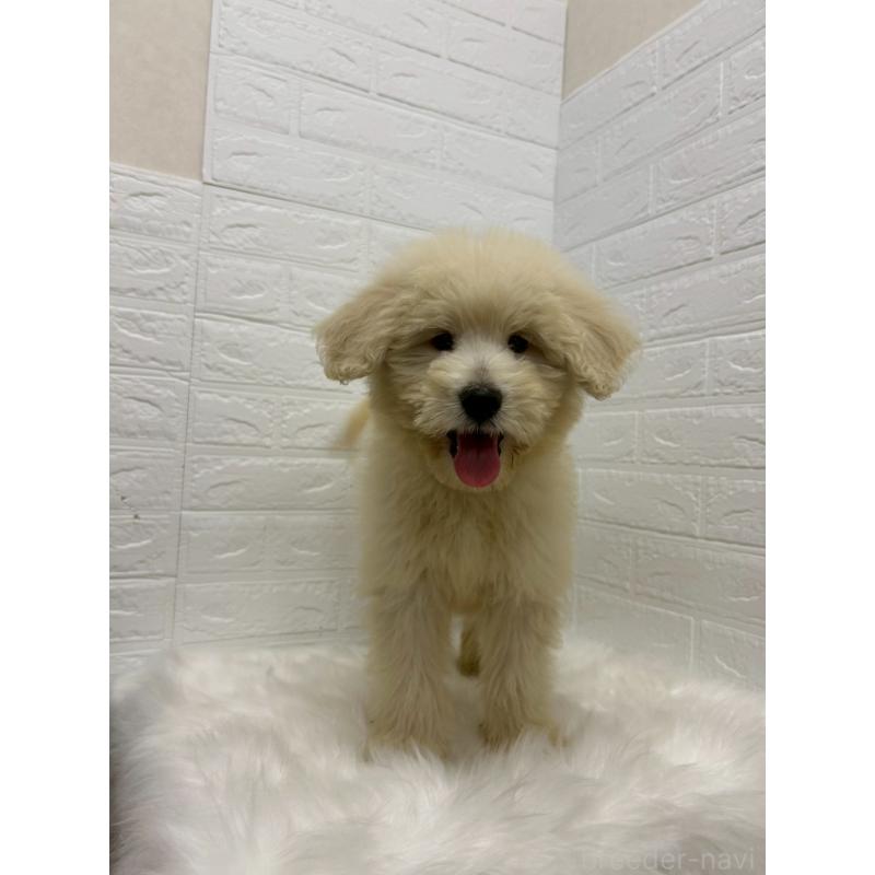 販売中の東京都のゴールデンドゥードル:ゴールデンレトリーバー×プードル-438049の11枚目