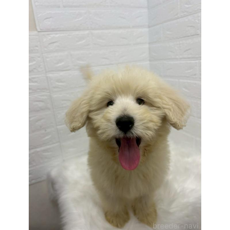 販売中の東京都のゴールデンドゥードル:ゴールデンレトリーバー×プードル-438049の9枚目