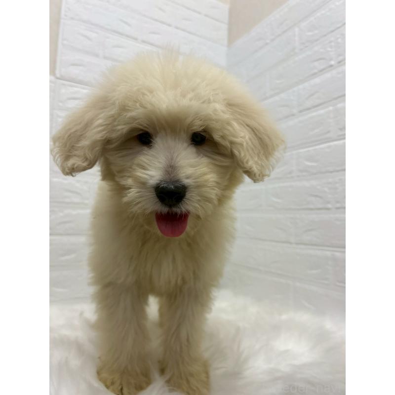 販売中の東京都のゴールデンドゥードル:ゴールデンレトリーバー×プードル-438049の6枚目