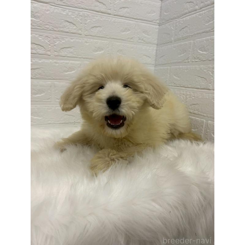 販売中の東京都のゴールデンドゥードル:ゴールデンレトリーバー×プードル-438049の3枚目