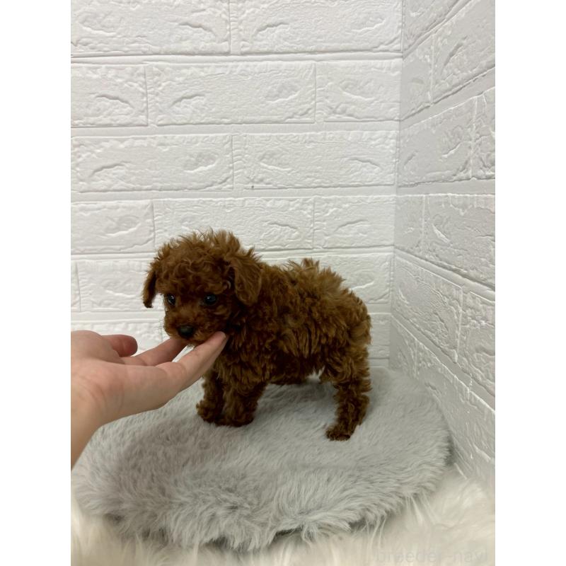 販売中の東京都のタイニープードル-438050の9枚目