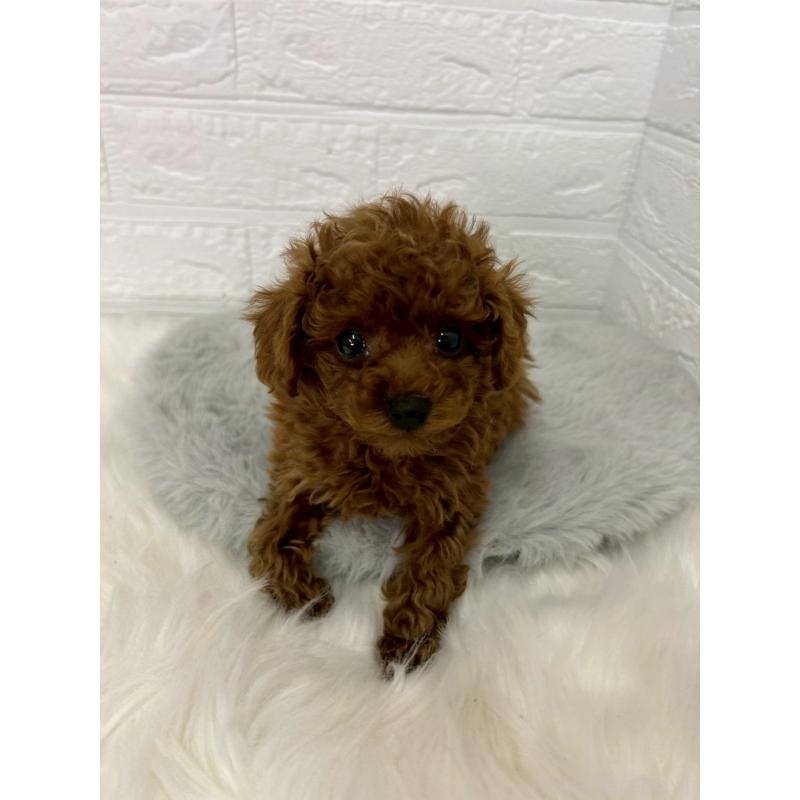 販売中の東京都のタイニープードル-438050の8枚目