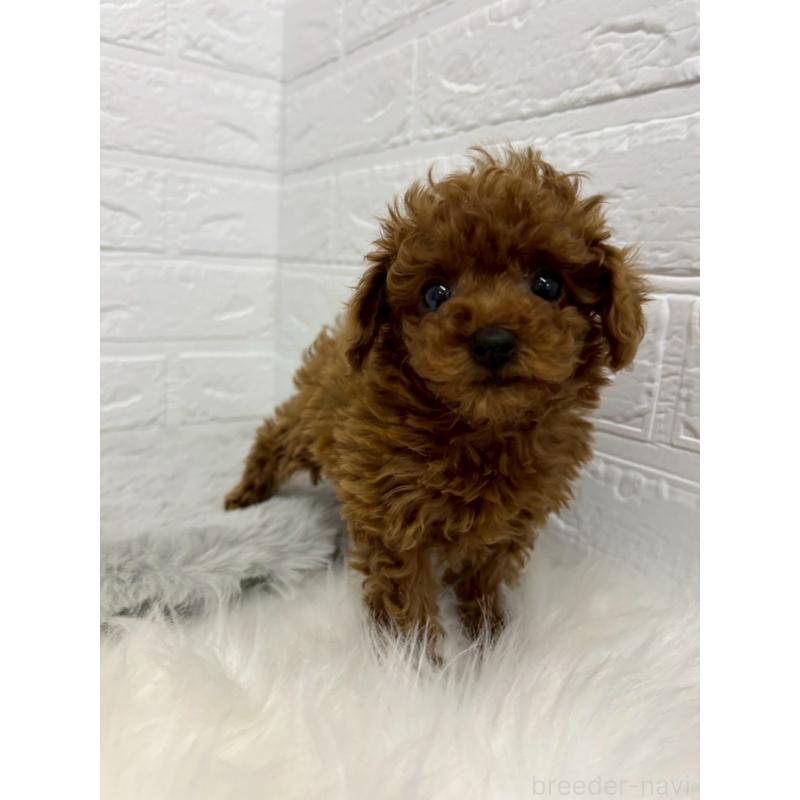 販売中の東京都のタイニープードル-438050の6枚目