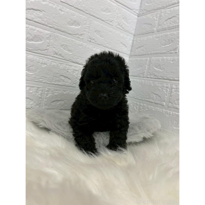 販売中の東京都のタイニープードル-438051の10枚目