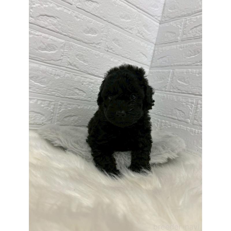 販売中の東京都のタイニープードル-438051の9枚目